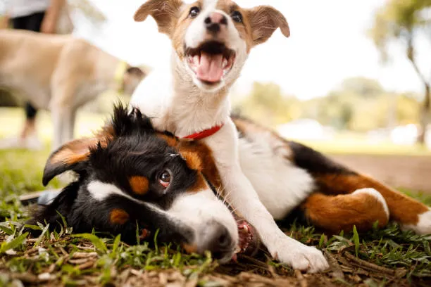 Playful Puppies Wrestling and Having Fun in the Grass Image