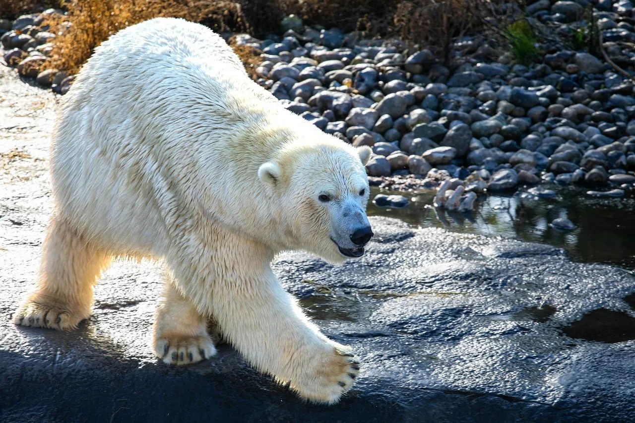 Polar bear resting in snowy Arctic wilderness Wallpaper