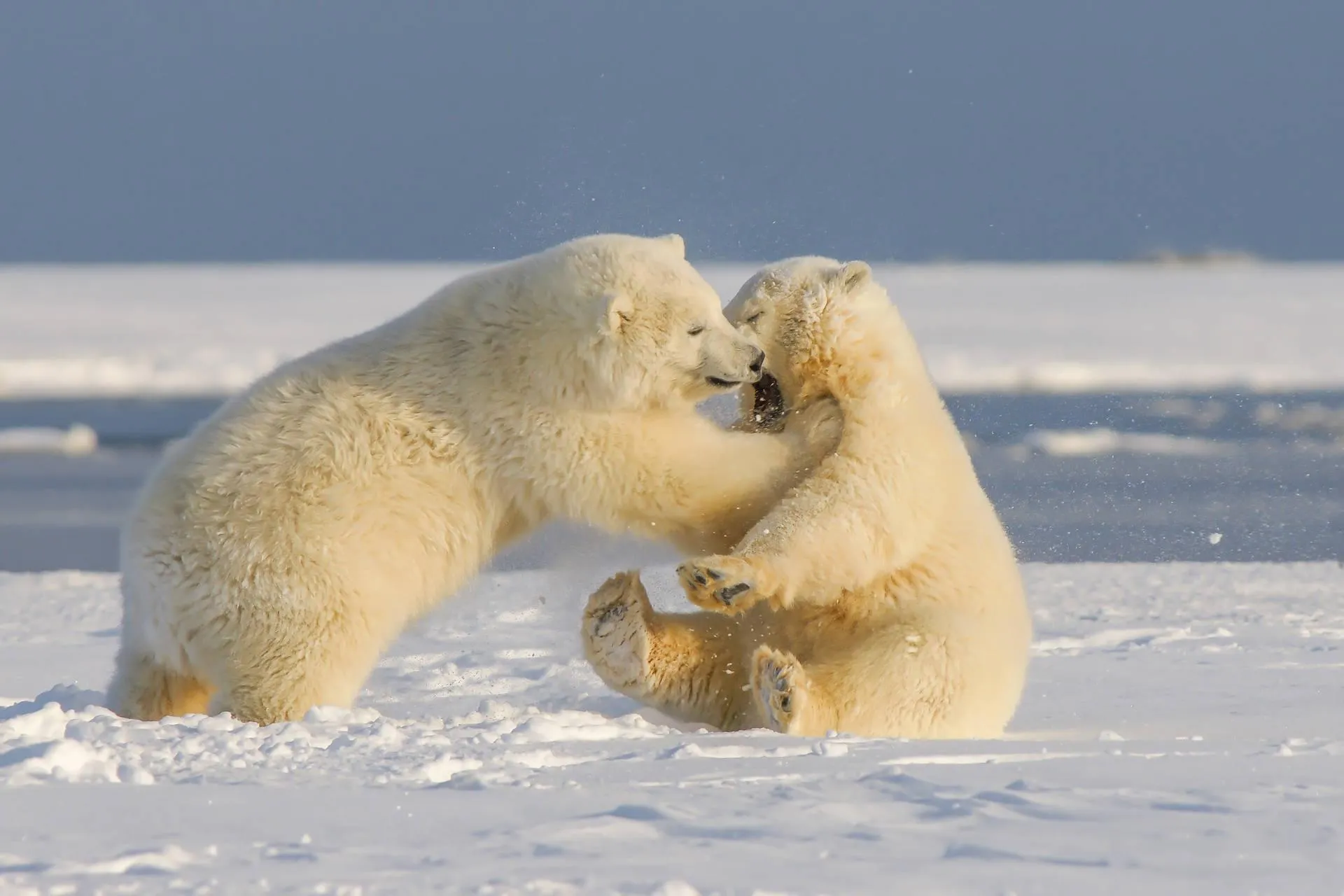 Polar Bear Walking on Snow and Ice in Arctic Wallpaper