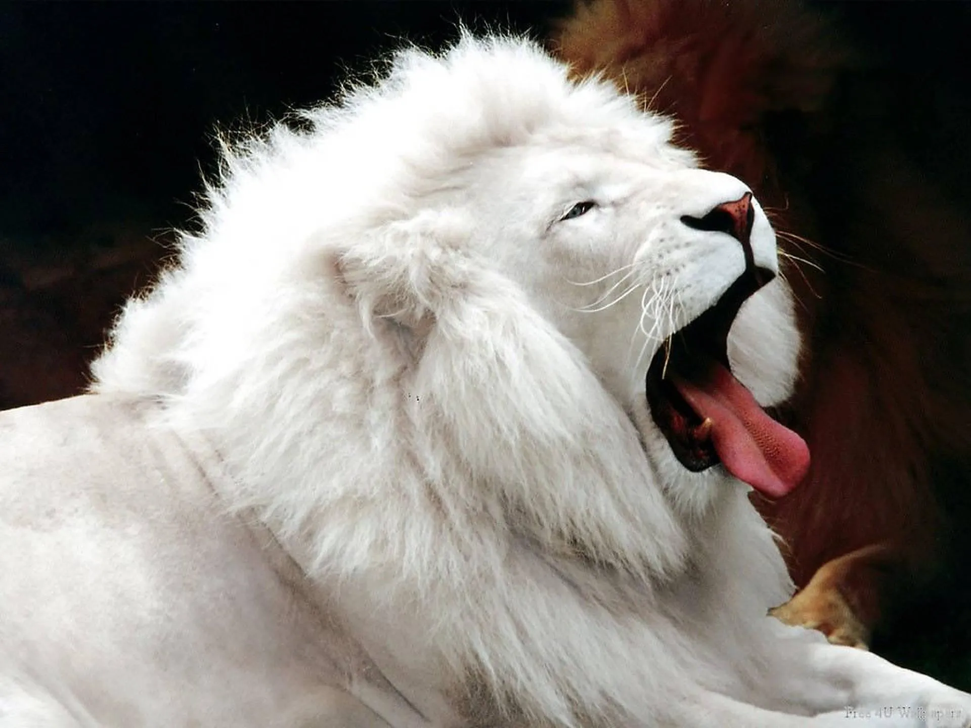 Polar Bear Yawning with Tongue Out on Snowy Background