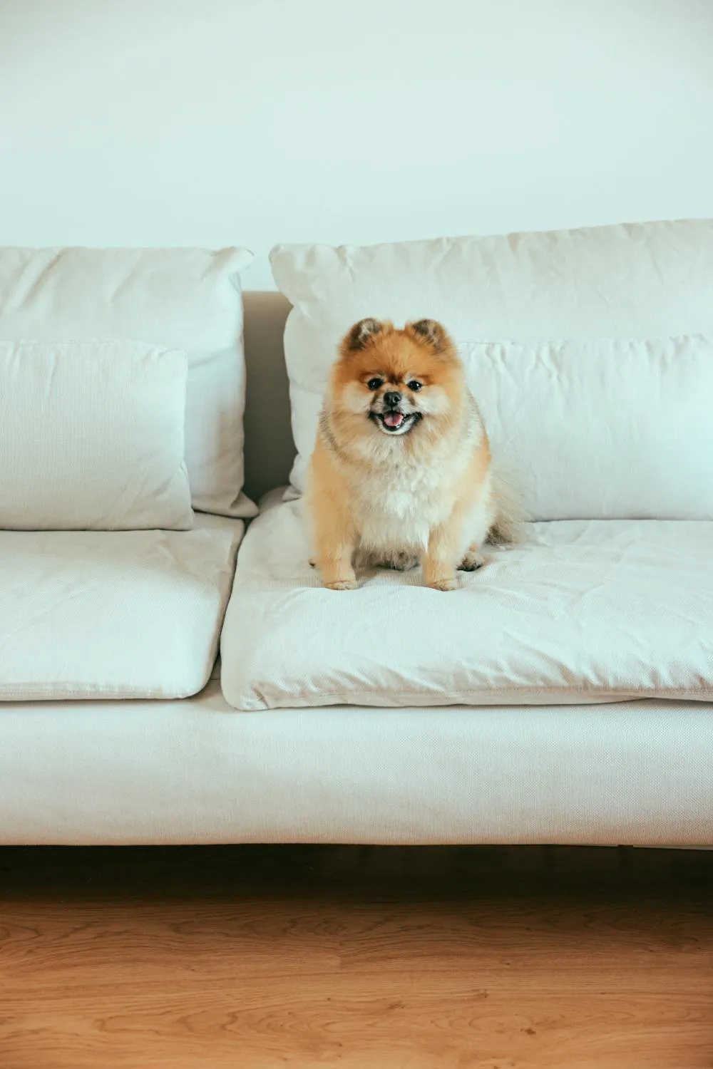 Pomeranian Dog Sitting on a Bright Living Room Wallpaper