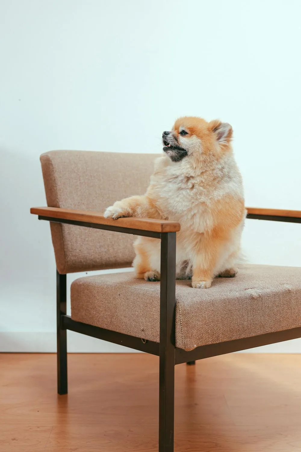 Pomeranian Puppy Sitting Calmly on a Tan Colour Chair Image