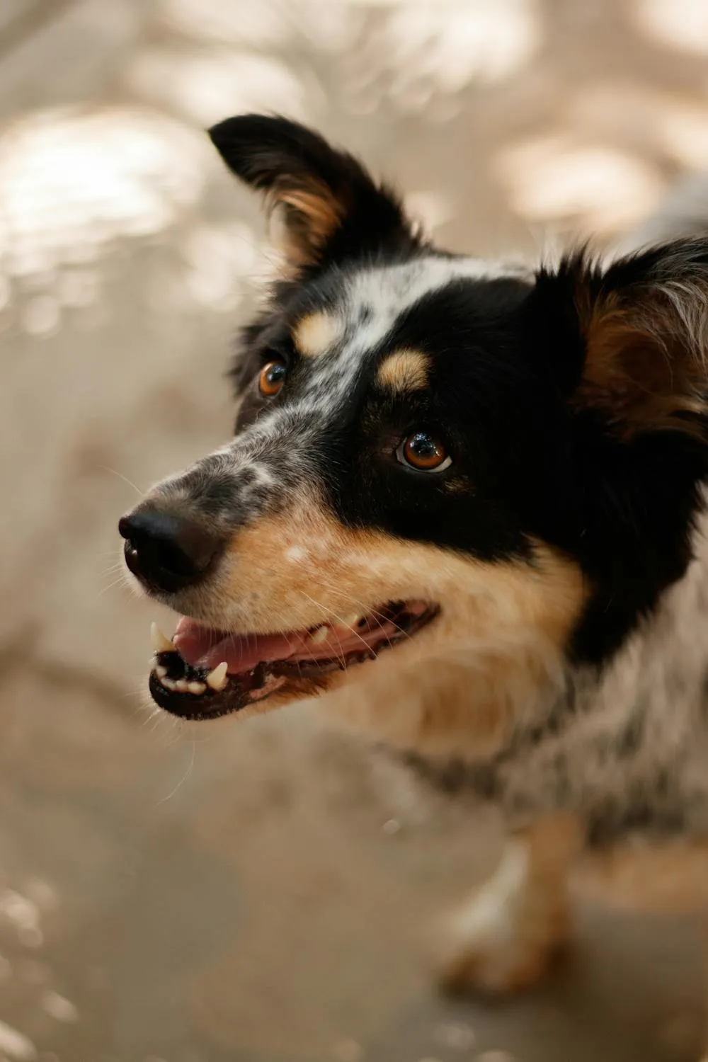 Portrait Image Of a Smiling Black and White Dog Wallpaper