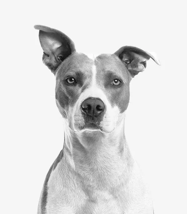 Portrait Of a Gray Colour Dog Looking Straight To the Camera