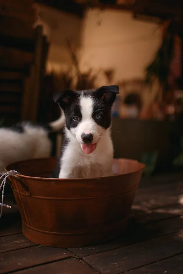 Portrait Of a Puppy Sitting Inside a Rustic Wooden Bucket