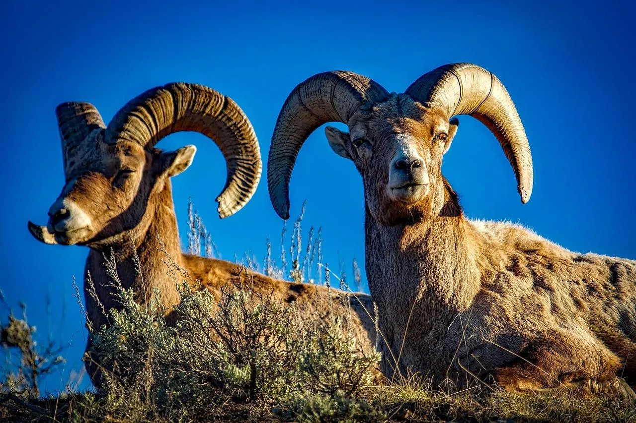 Powerful Bighorn Sheep Posing Proudly on Rocky Cliff