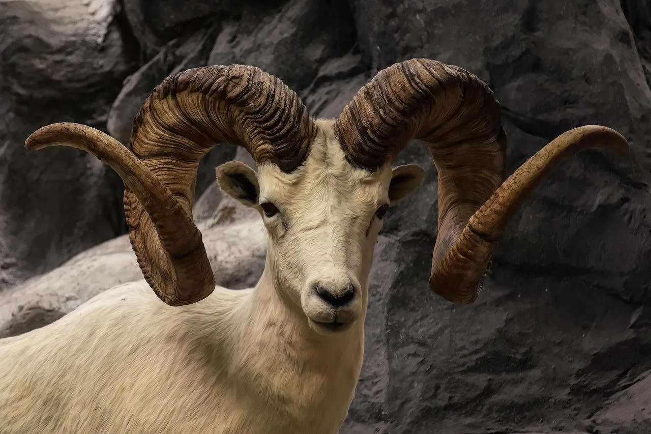 Powerful Bighorn Sheep with Spiraled Horns Wallpaper