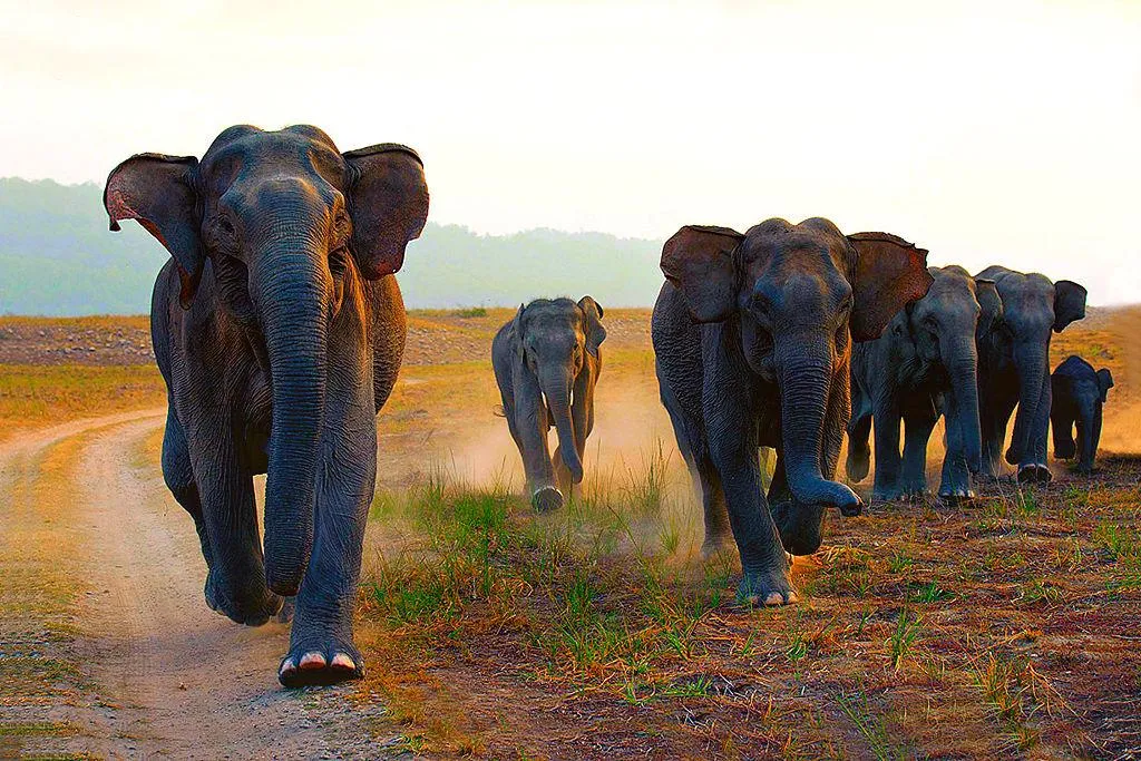 Powerful Herd of African Elephants Walking in the Wild