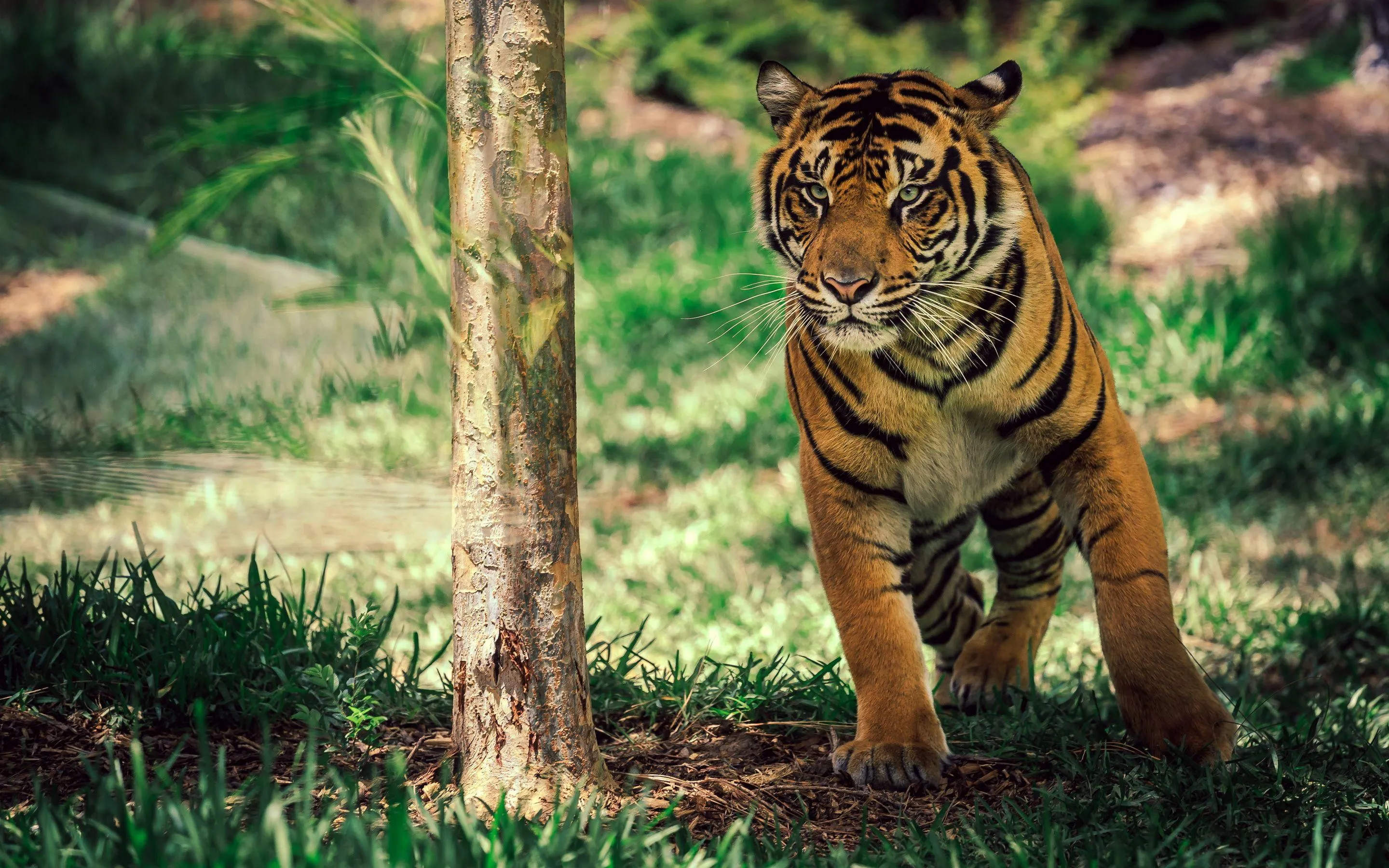 Powerful Tiger Lying Calmly in the Lush Green Jungle