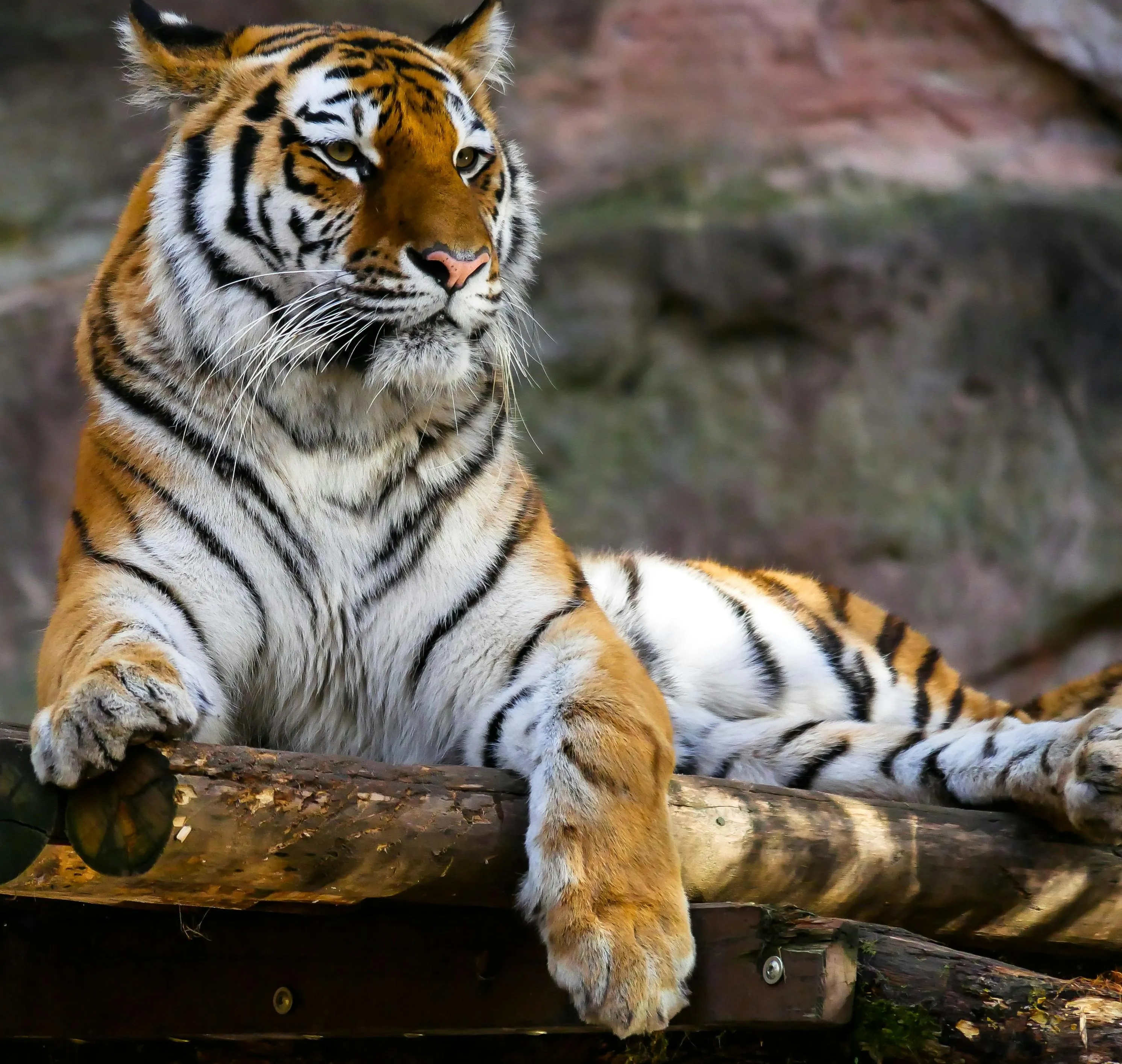 Powerful tiger resting on a rock in dense jungle environment
