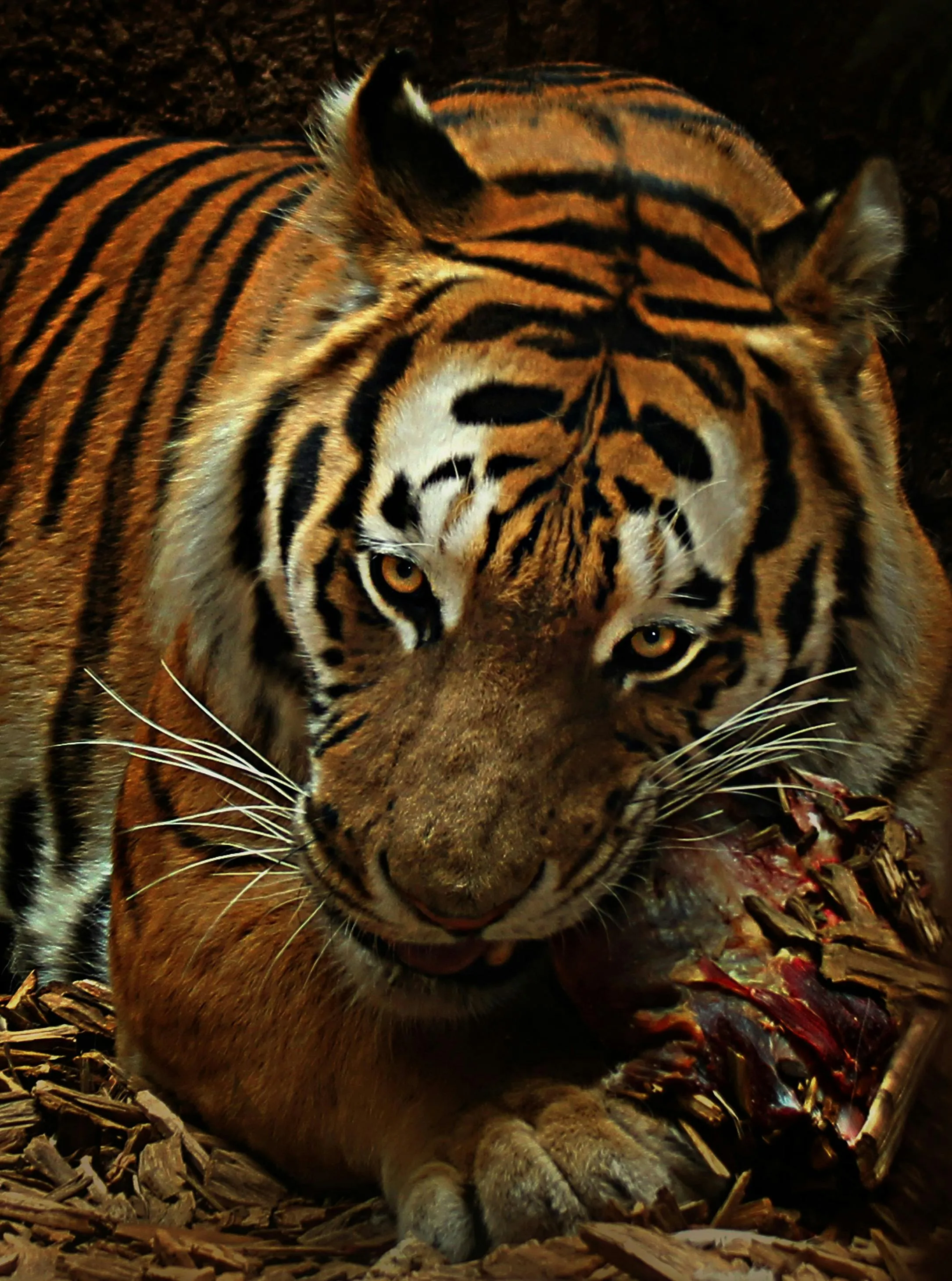 Powerful Tiger Resting on a Rock in Dense Jungle Wallpaper