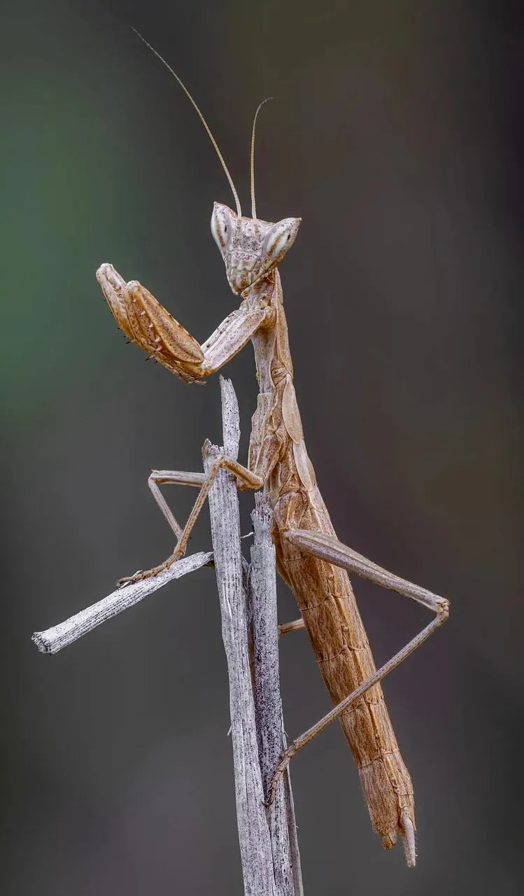 Praying Mantis Perched on a Leaf in Natural Light Wallpaper