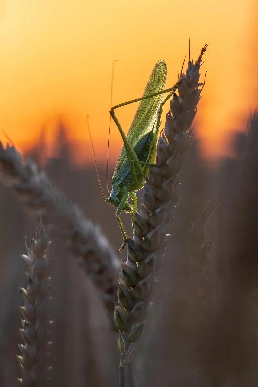 Praying Mantis Standing on Leaf in Golden Sunset Light