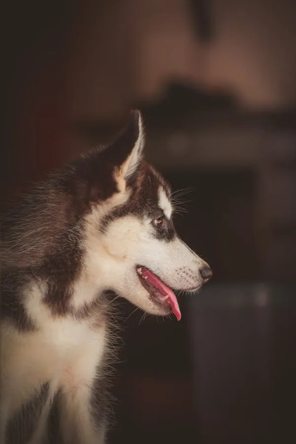 Profile Of a Happy Husky Dog with Tongue Sticking Out