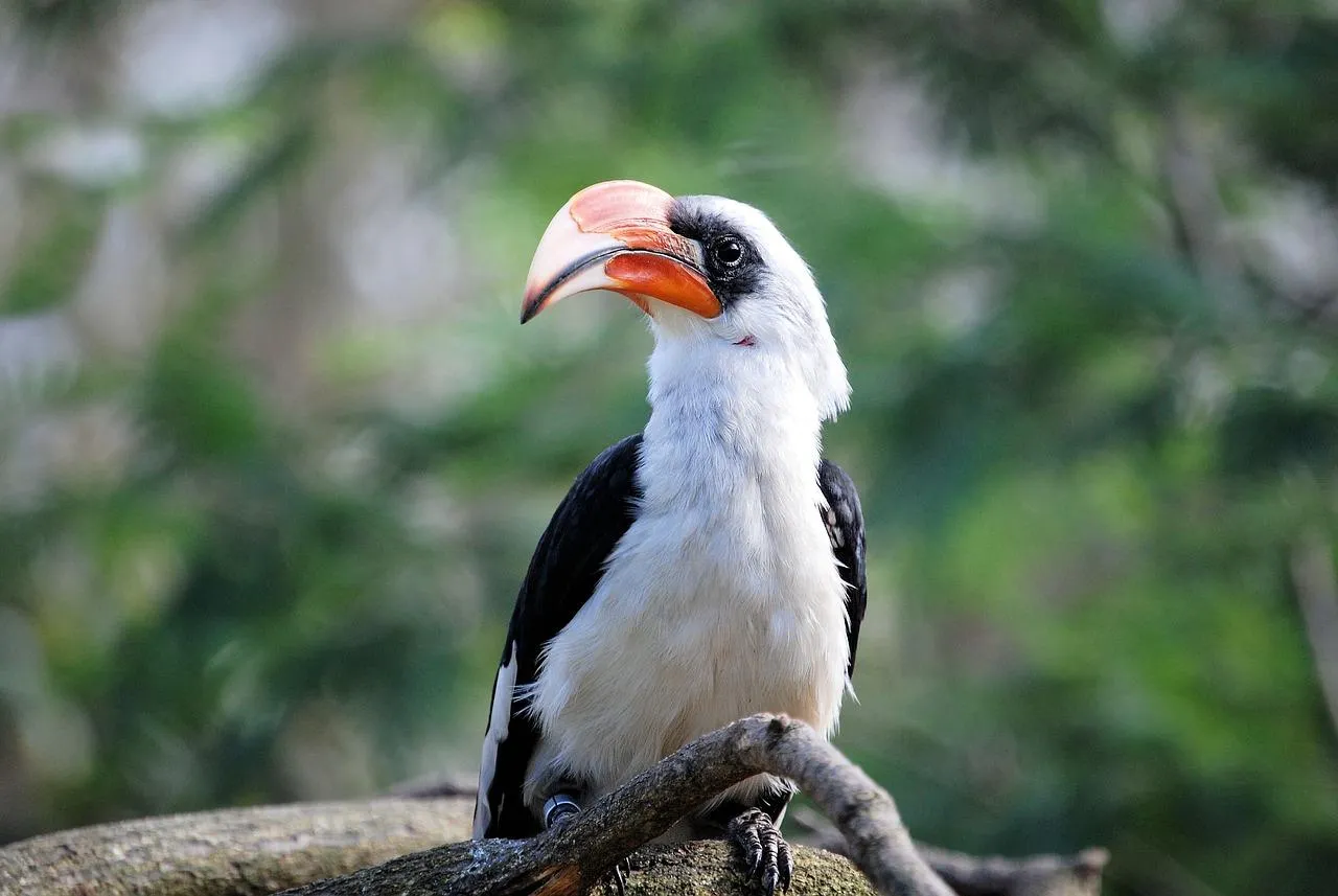 Puffin Bird Standing on Rocky Coastal Area Wallpaper