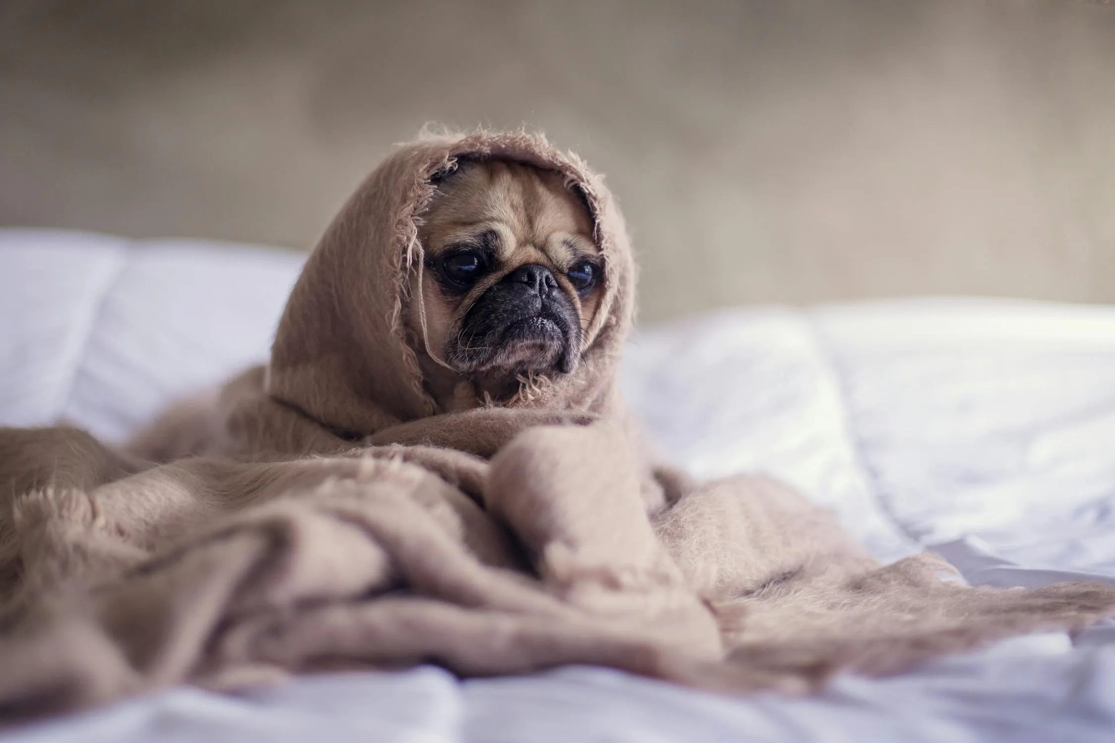 Pug Dog Wrapped in Beige Blanket Looking at the Camera