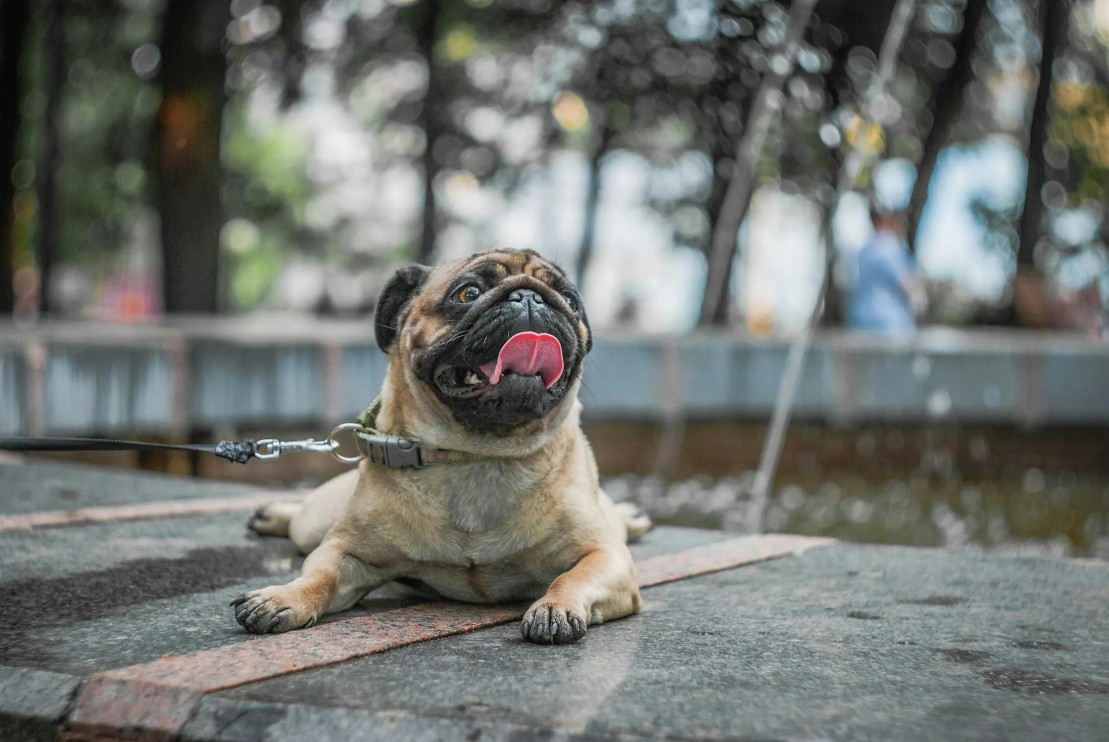 Pug Lying on a Stone Surface with a Blurred Background Hd