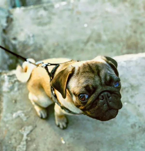 Pug Puppy on Rope Looking Up with Curious Free Wallpaper