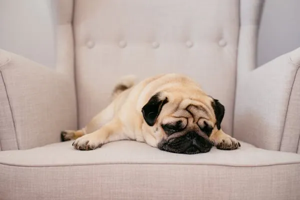 Pug Puppy Sleeping on Warm Beige Armchair at Home Wallpaper