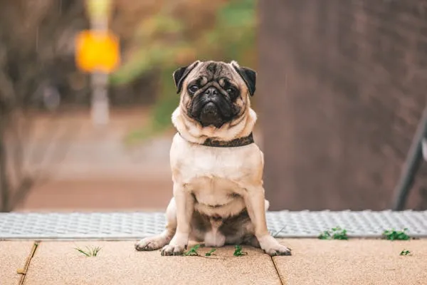 Pug Sitting Calmly on the Pathway with Blurred Backdrop