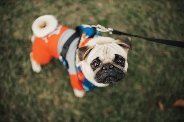 Pug Wearing a Colourful Sweater Looks Up While on Rope