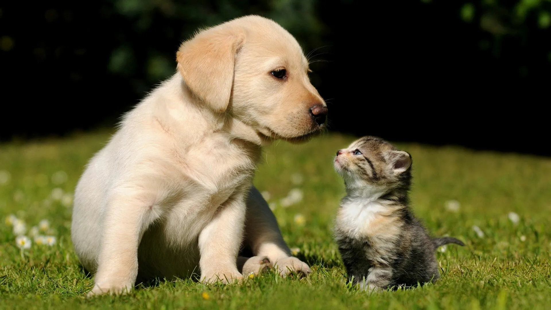 Puppy and Kitten Meeting Outside in a Friendly Way Wallpaper