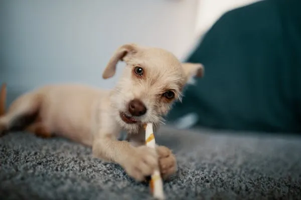 Puppy Chewing a Stick Lying on the Carpet Free Wallpaper