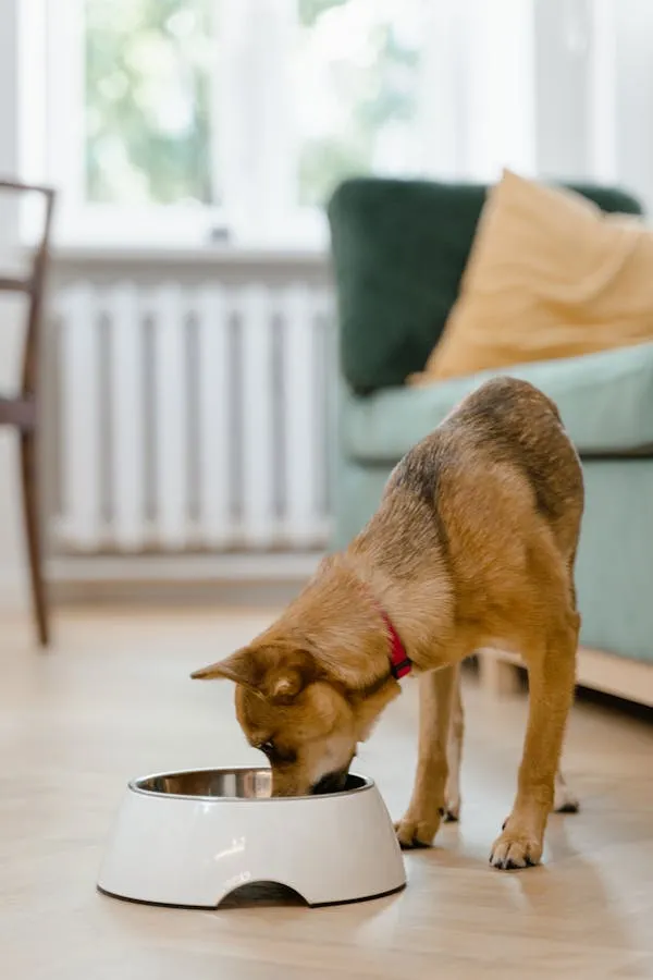 Puppy Eating Food From a Bowl Inside a Bright Living Room