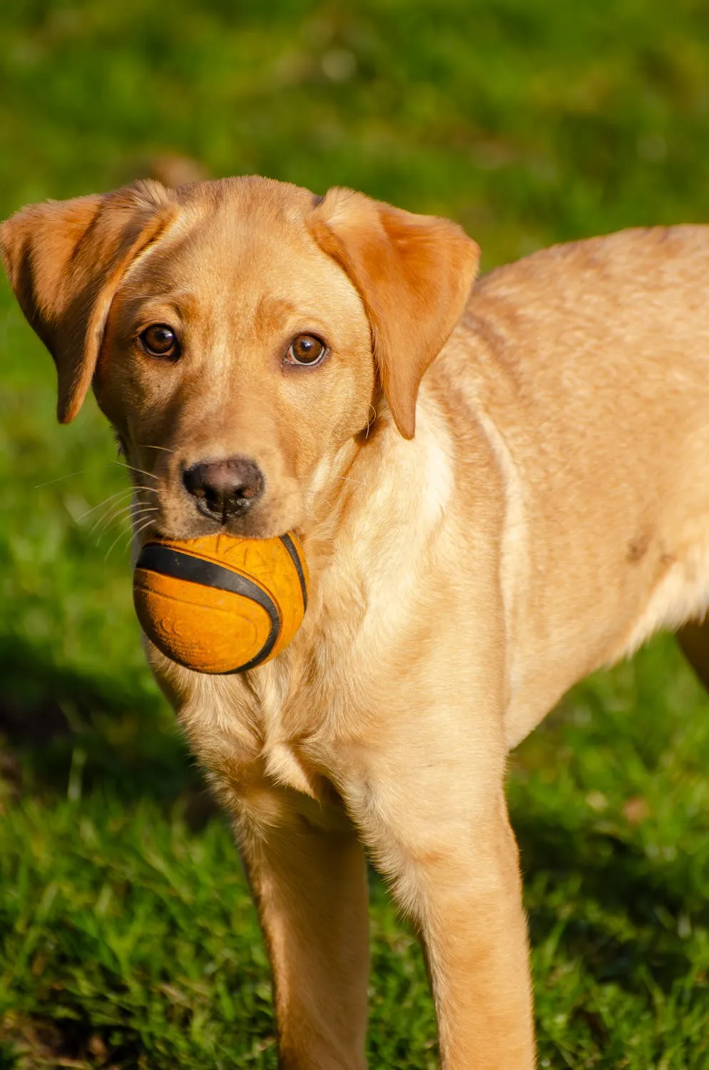 Puppy Holding An Orange Ball Standing on Grass Free Image