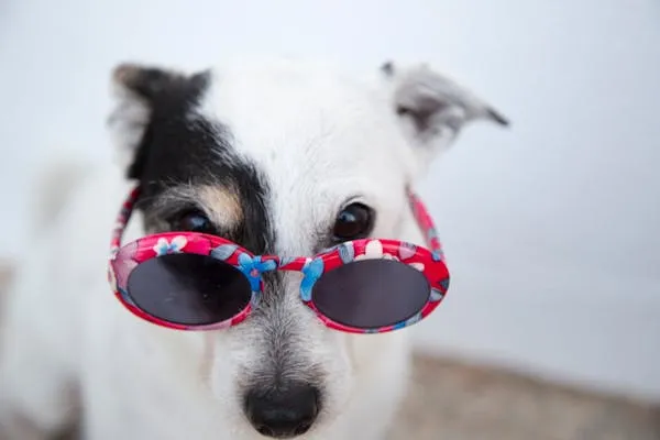 Puppy in Red Sunglasses Looking Cool Against White Backdrop