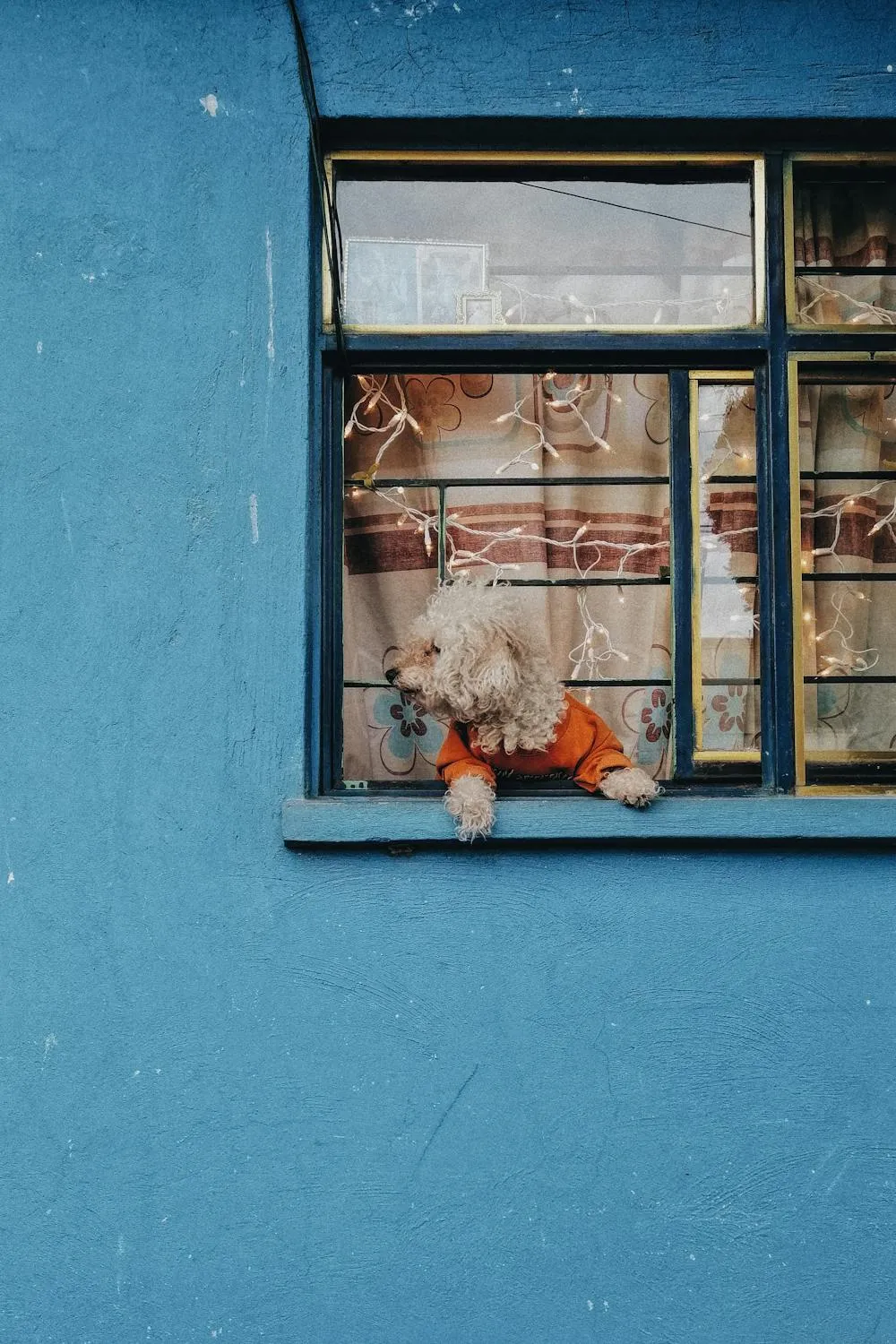 Puppy Looking Out From Blue Wall Window with Curtains Hd
