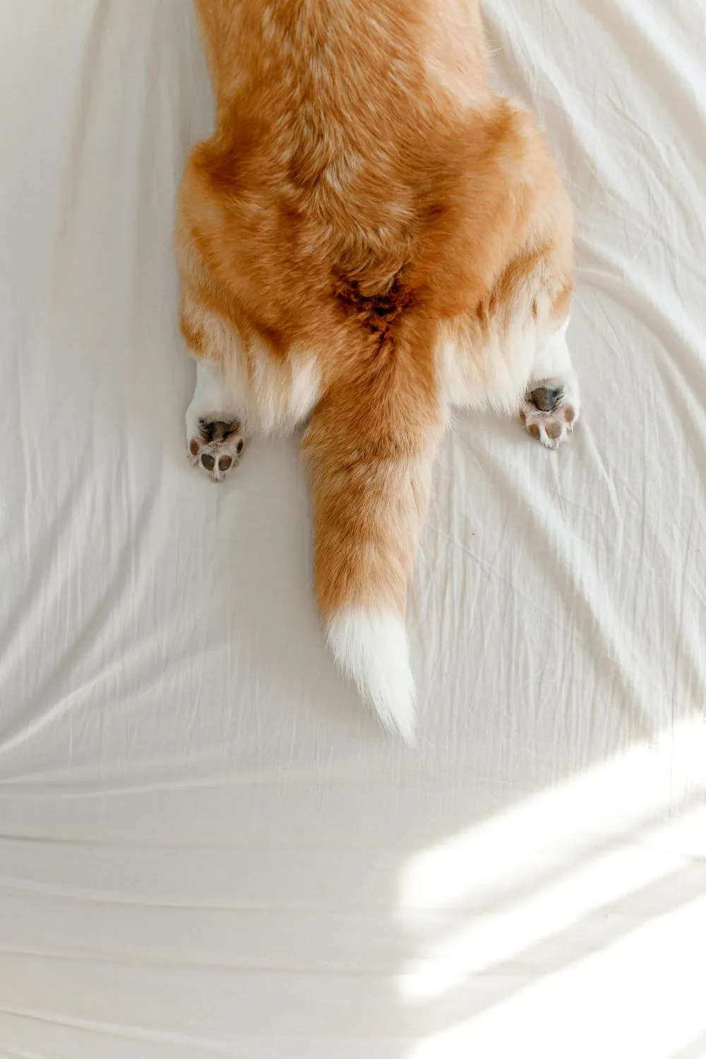 Puppy Lying Down Showing Paws and Tail on a White Bed