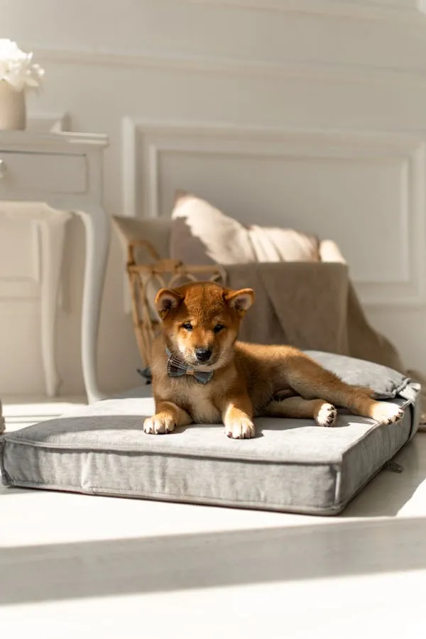 Puppy Lying on a Cushion Posing in a Bright Modern Room