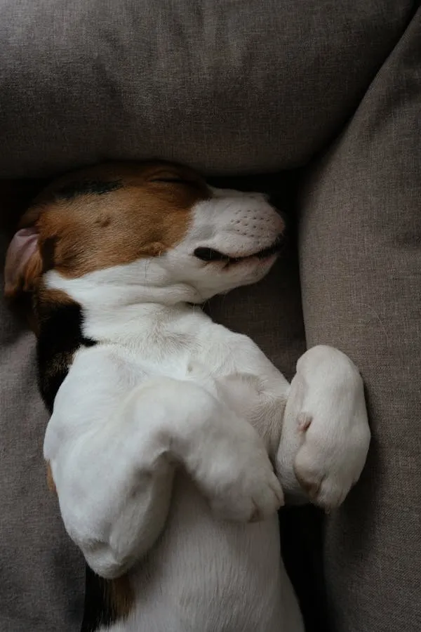 Puppy Lying on its Back Sleeping Peacefully on a Soft Sofa