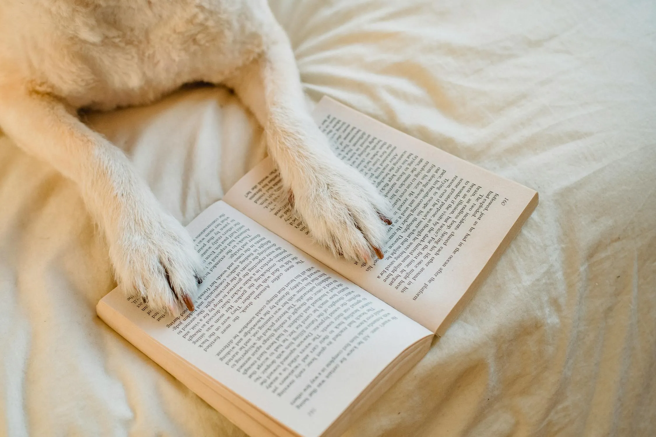 Puppy Paws Resting on An Open Book in Warm Indoor Setting