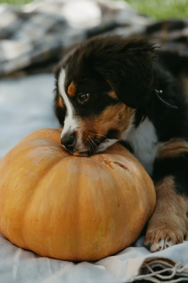 Puppy Resting its Head on a Big Orange Pumpkin Wallpaper