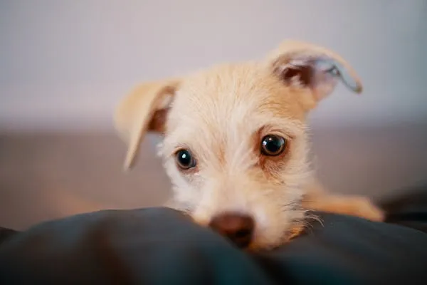 Puppy Resting on a Soft Blanket and Looking with Cute Eyes