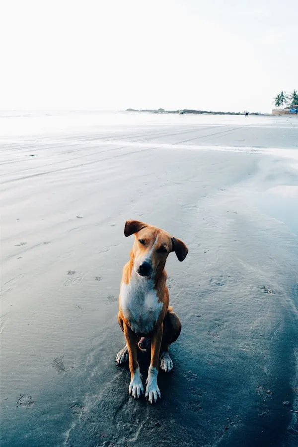 Puppy Sitting Alone on Wide Empty Beach Free Wallpaper