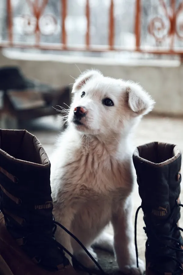 Puppy Sitting Between Boots on a Rustic Doorstep Wallpaper