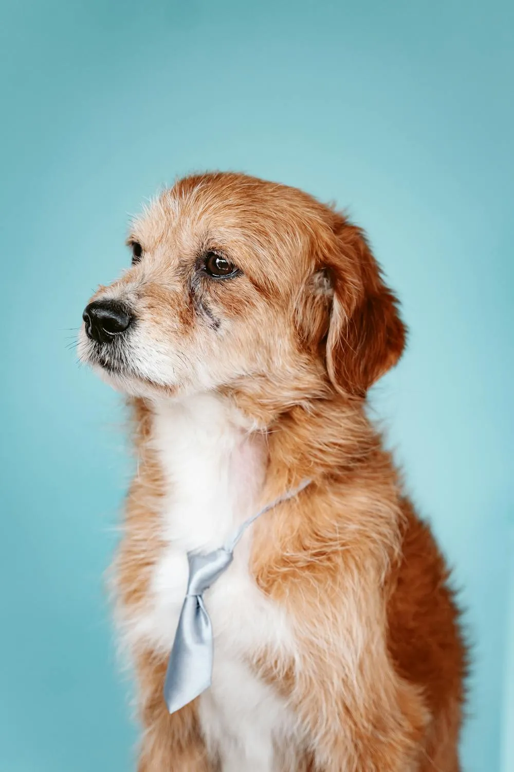 Puppy Sitting Calmly on Blue Background Portrait Wallpaper