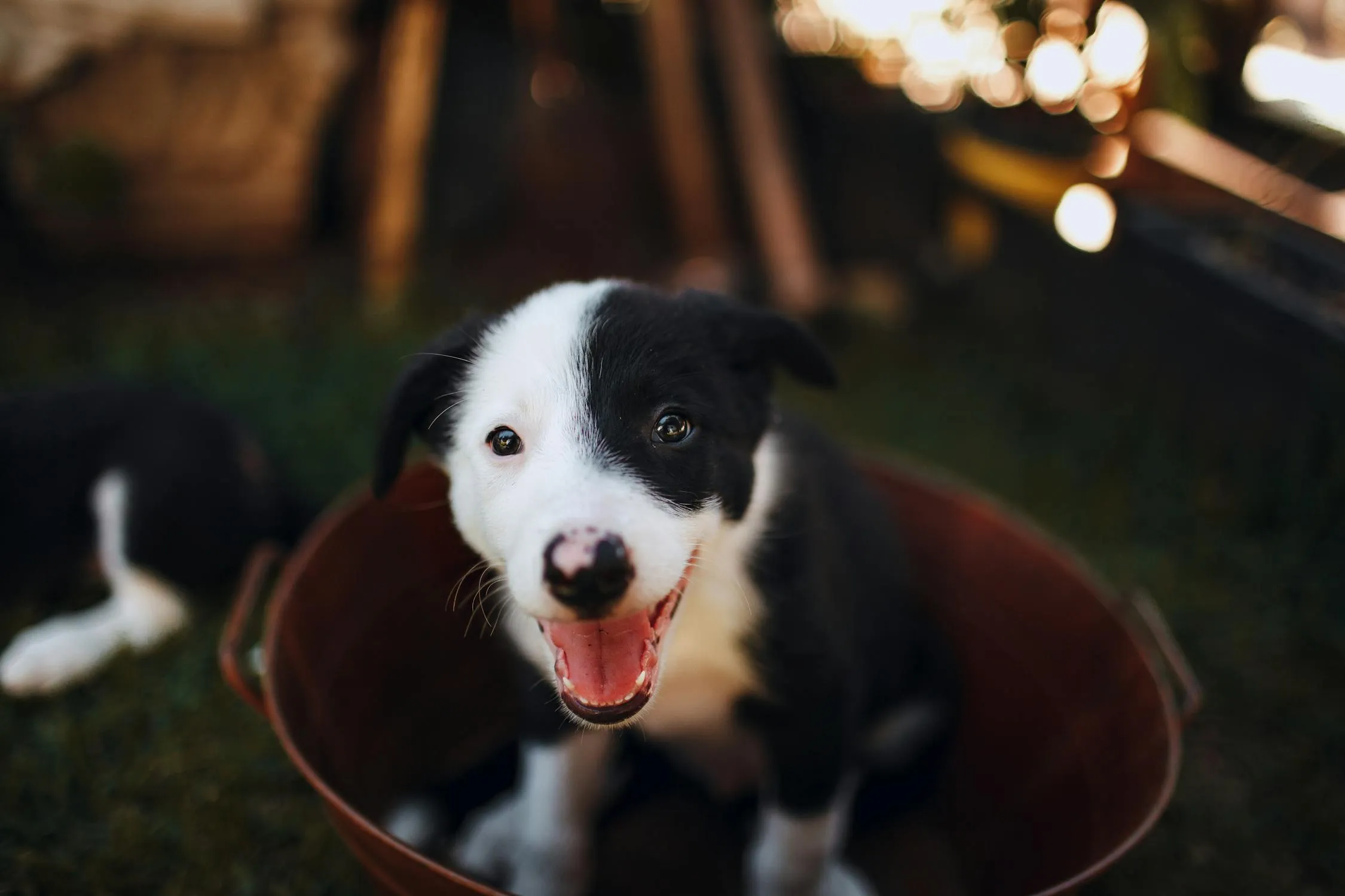 Puppy Sitting Inside a Bucket with Playful Expression Image