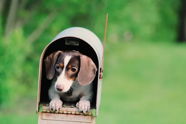 Puppy Sitting Inside the Mailbox and Looking Curiously Image