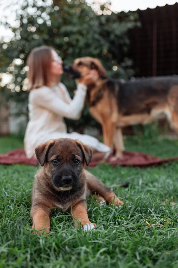 Puppy Sitting on Grass and Woman and Adult Dog in Backdrop