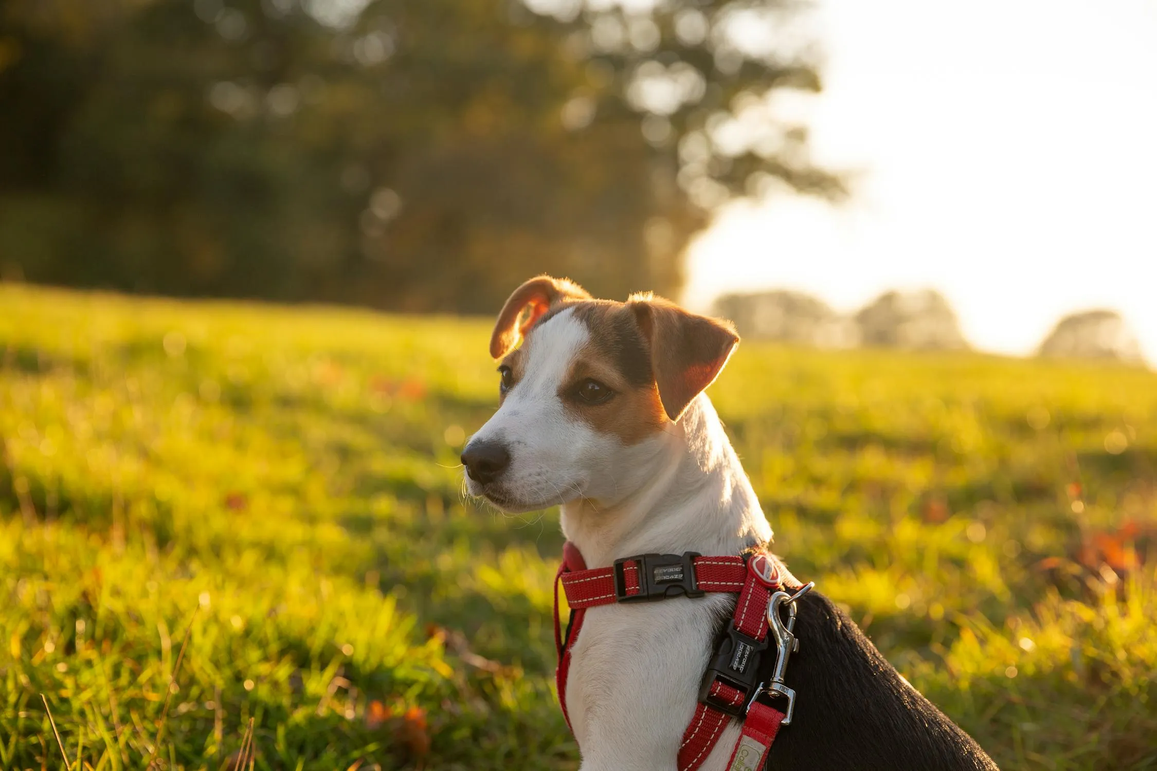 Puppy Sitting on Grass Field at Sunset with Warm Lighting