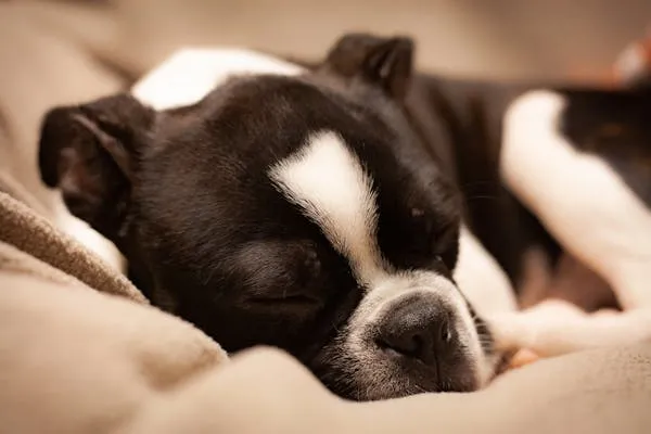 Puppy Sleeping Comfortably on a Beige Blanket Wallpaper