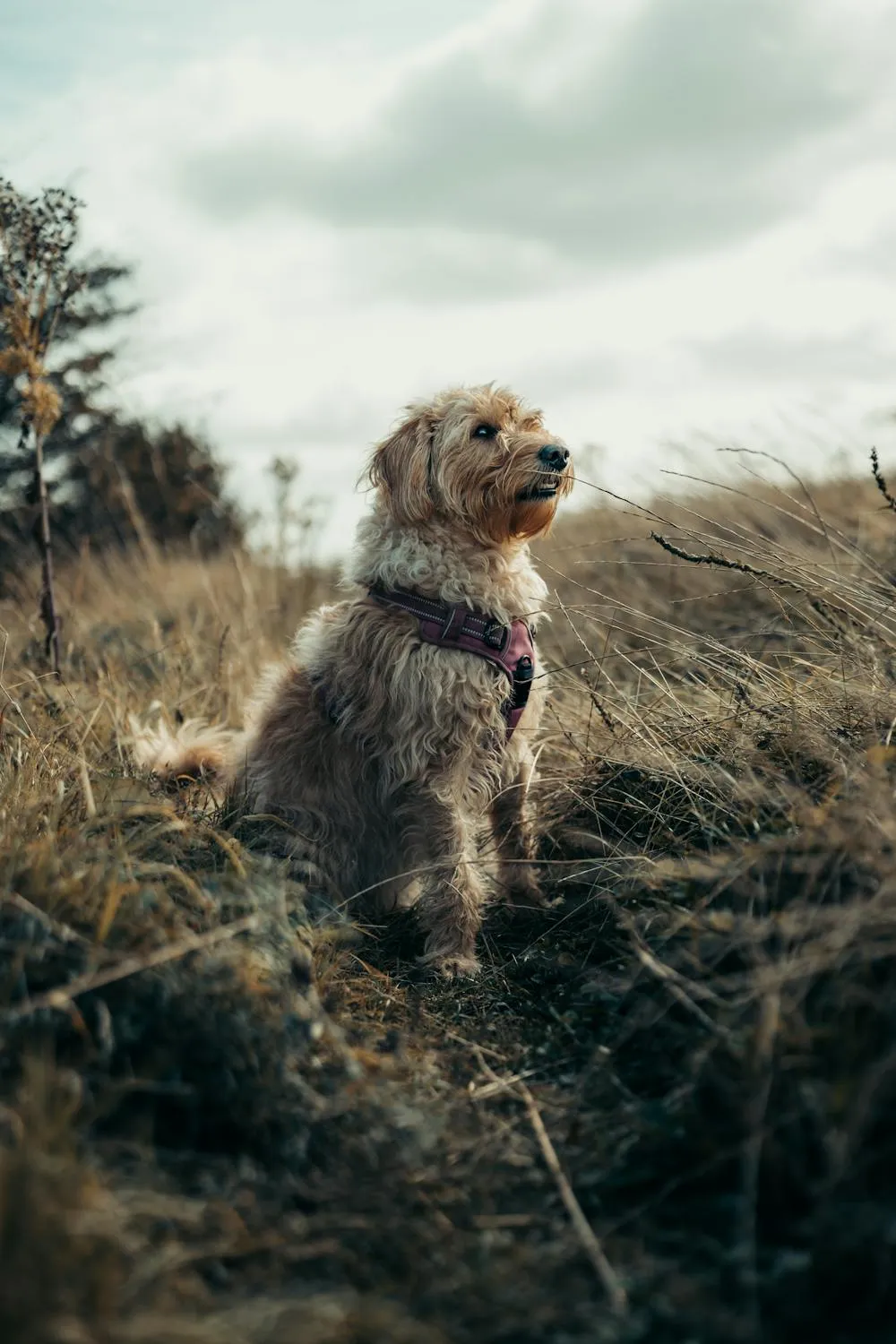 Puppy Standing in a Field During a Cloudy Afternoon Wallpaper