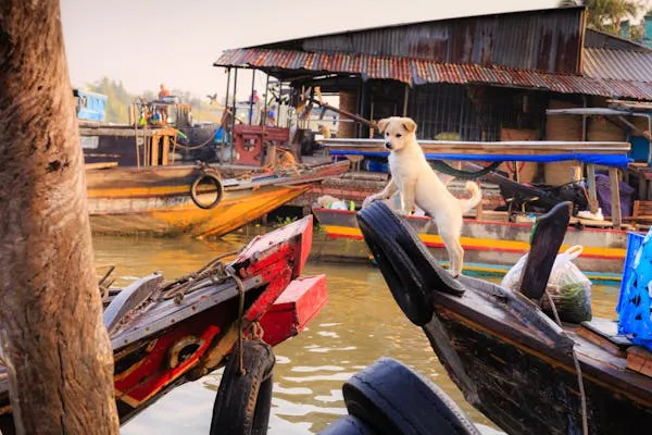 Puppy Standing on Wooden Dock Near Water with Boats Around