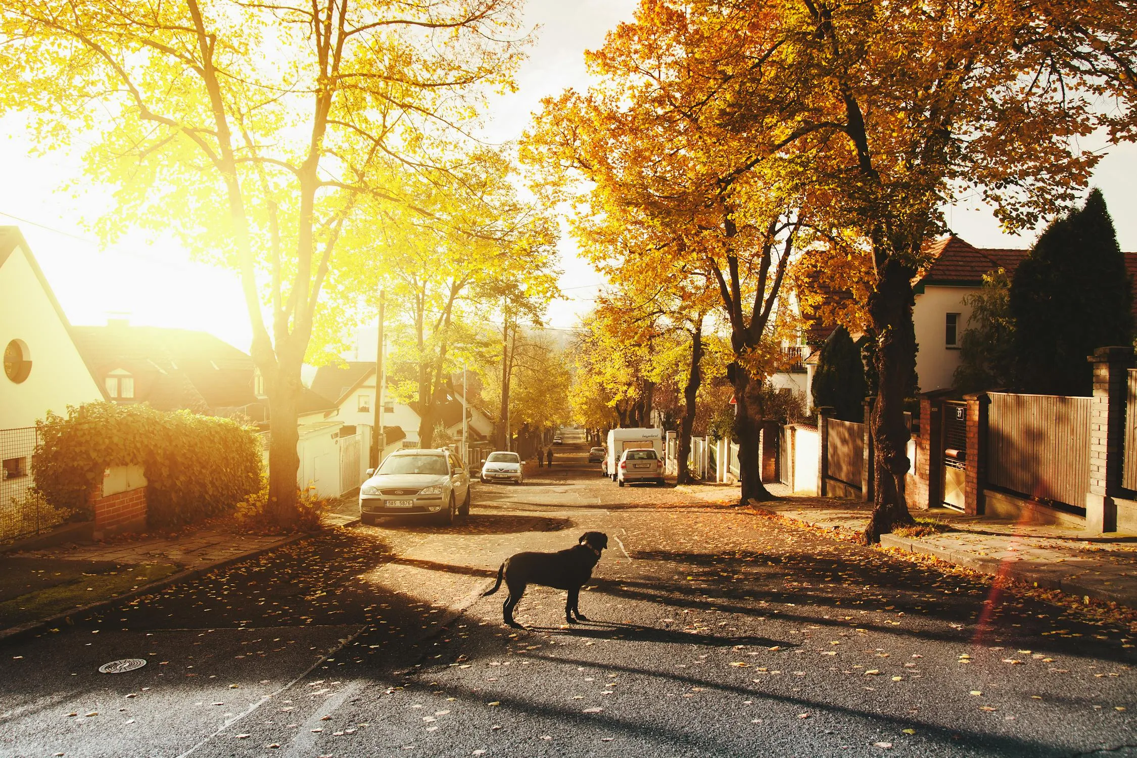 Puppy Walking Down Autumn Street Filled with Orange Leaves