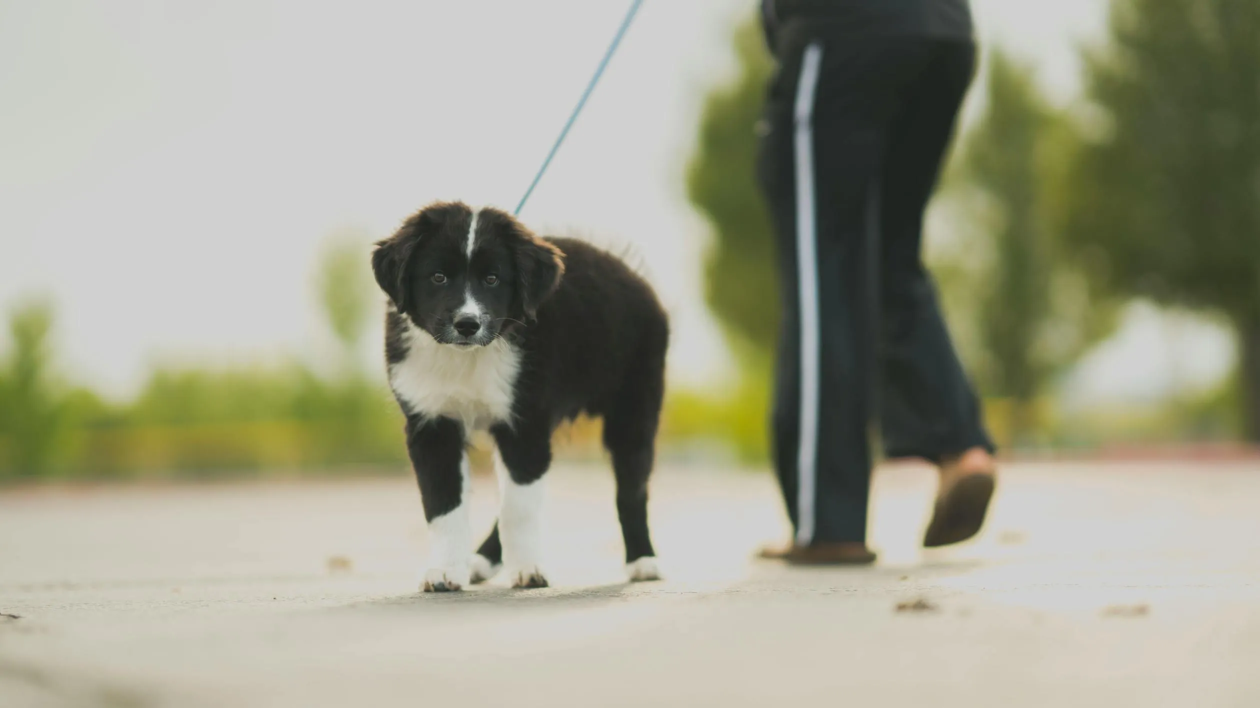 Puppy Walking with Person on Sidewalk Free Wallpaper