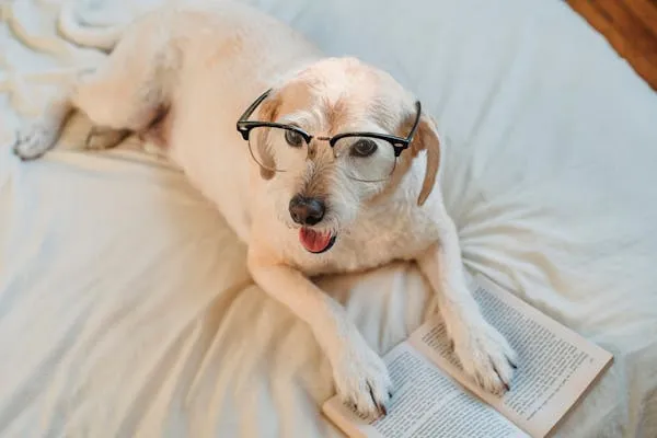 Puppy Wearing Glasses Lying on Bed Near To the Open Book
